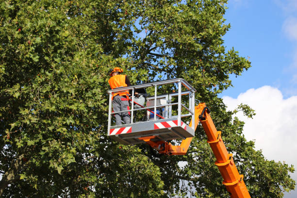 How Our Tree Care Process Works  in  Brentwood, TN